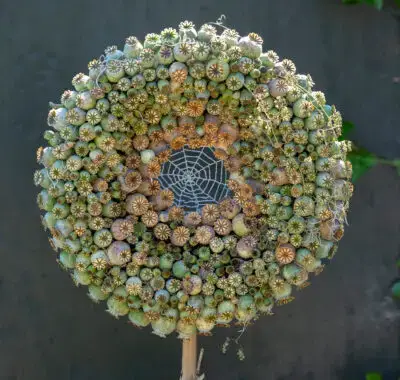 RM-DPK-03-Willy Pardijs-01-002