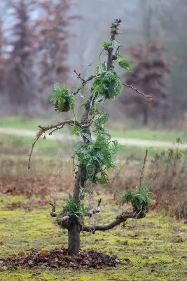 RM-DPK-01-Meesterlijk Geschikt-01-002