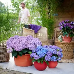 Hortensia_ 26_scale_100_ppi_300_quality_100_embedMetadata_true_contentETag_9