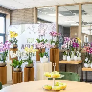 Presentatieruimte-Stolk-Flora-tijdens-OID-2024-900x600