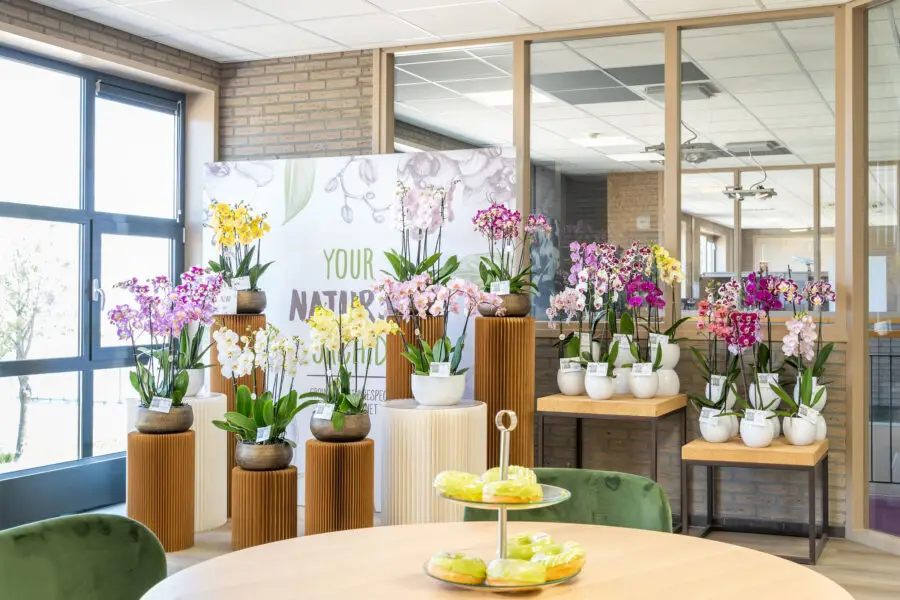 Presentatieruimte-Stolk-Flora-tijdens-OID-2024-900x600