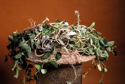 20251028_144500_HannekeFrankema_