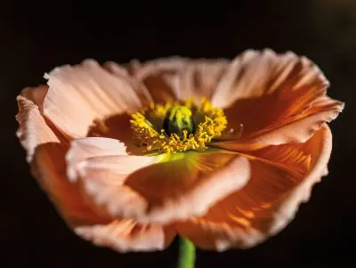 20260109_145605_Pook