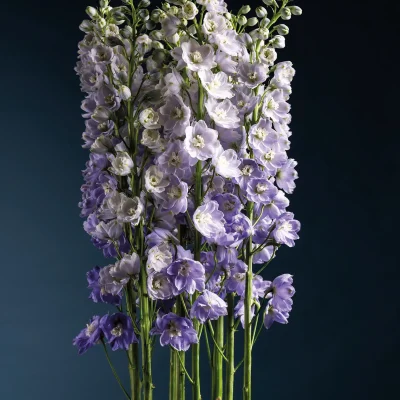 20251028_165021_HannekeFrankema_