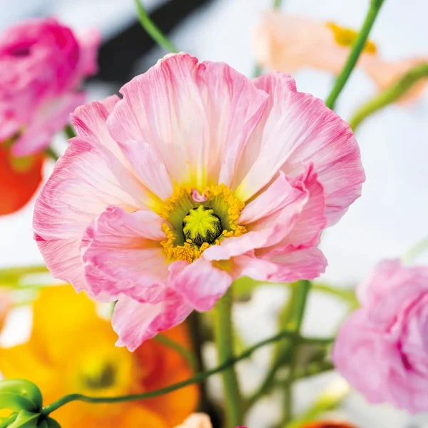 20260108_144424_Pook