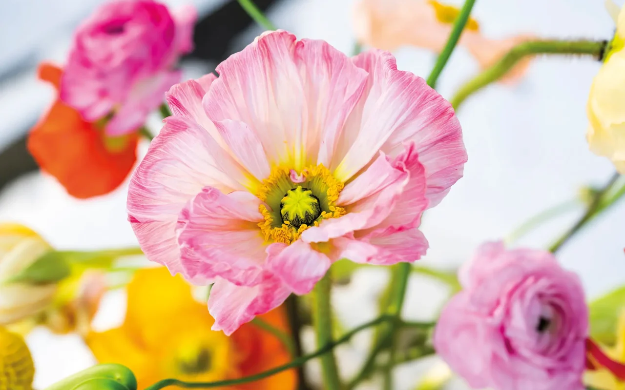 20260108_144424_Pook