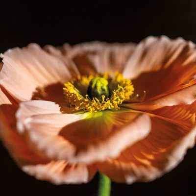 20260109_145605_Pook