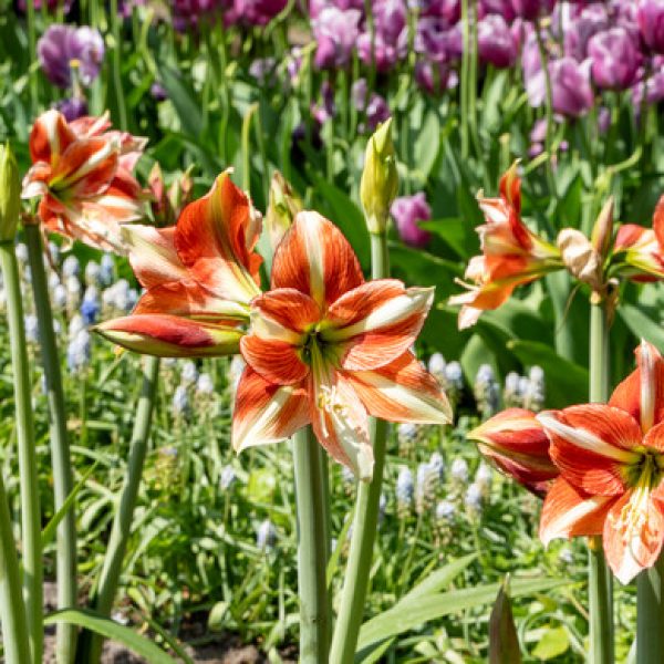 Park Amaryllis 2024