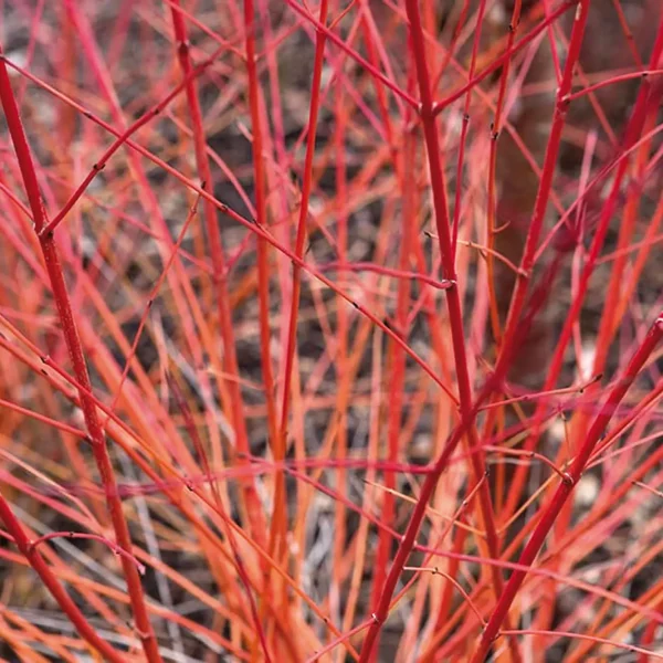Afb 5c cornus Gardeners World.