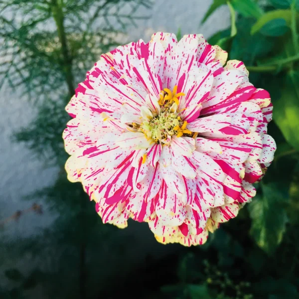 Zinnia,-,Peppermint,Stick,Flower,Blooming