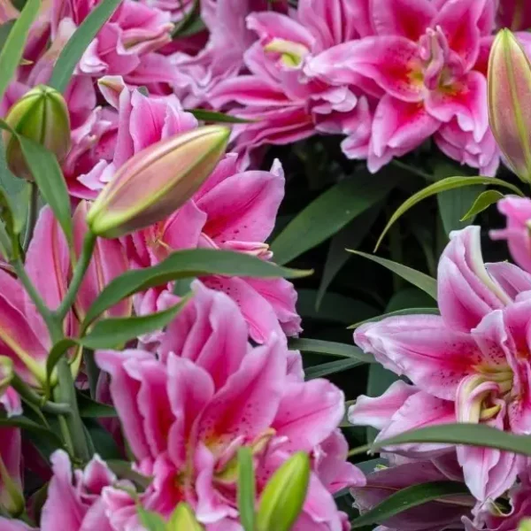 Dutch Lily Days