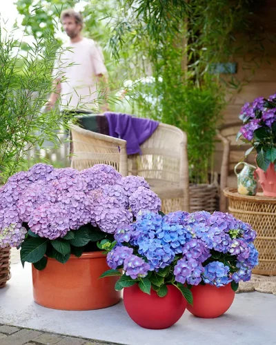 Hortensia_ 26_scale_100_ppi_300_quality_100_embedMetadata_true_contentETag_9