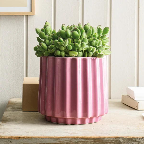 Intratuin kamerplanten okt 24 23786 HR