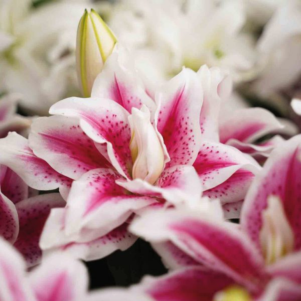 Roselily-2-2
