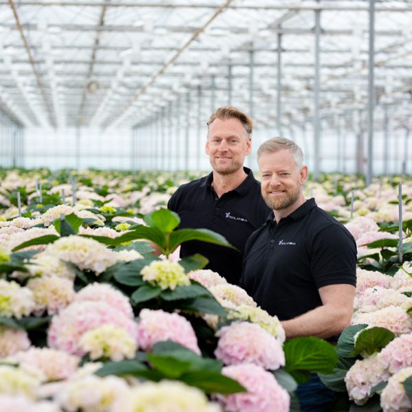 Snijhortensia