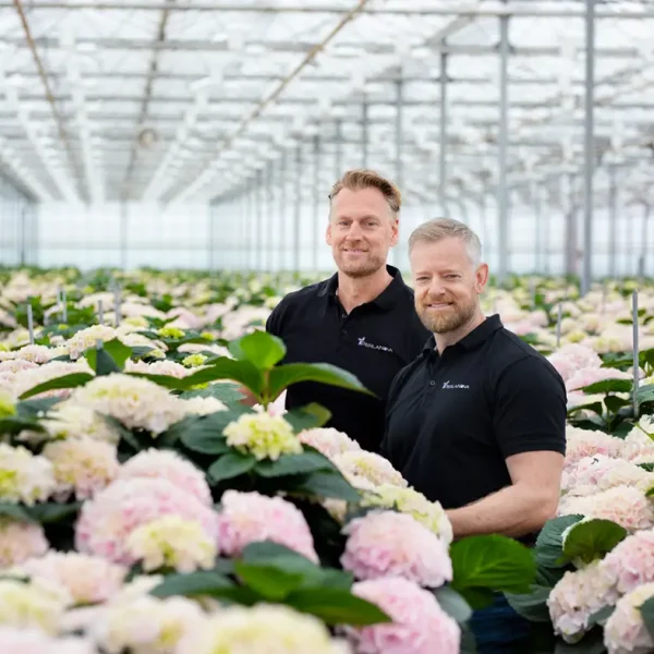Snijhortensia
