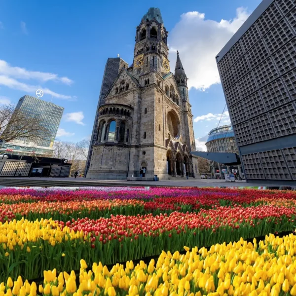 Tulpen 2