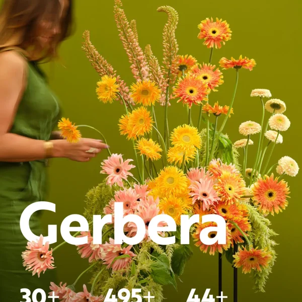 gerbera
