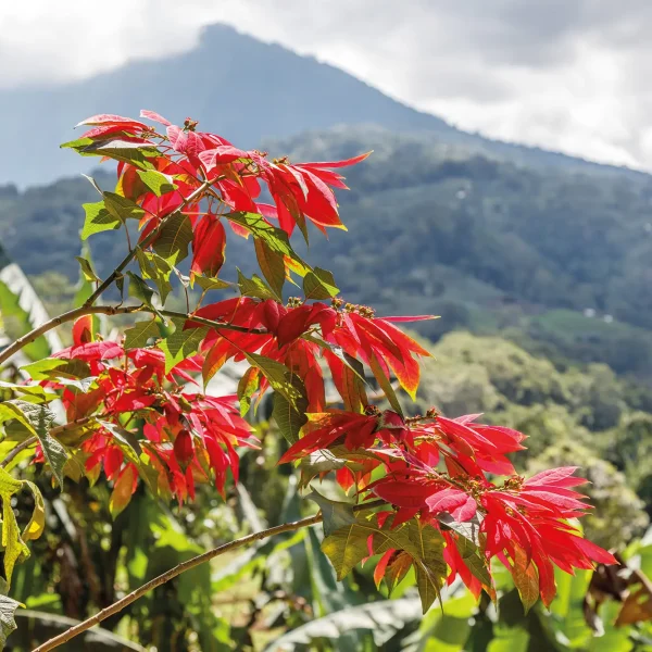 Blooming,Red,Poinsettia,Tree.,Bedugul,,Tabanan,,Bali,,Indonesia.