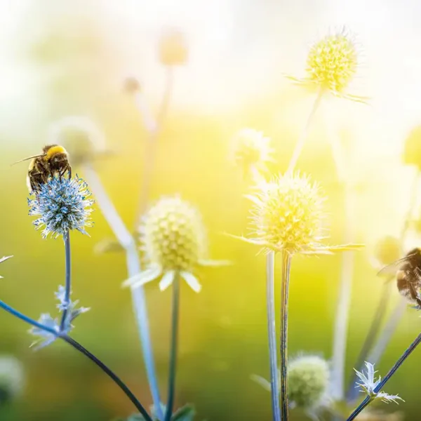 Eryngium,Alpinum,Is,A,Perennial,Herb,In,The,Umbelliferae,Family.