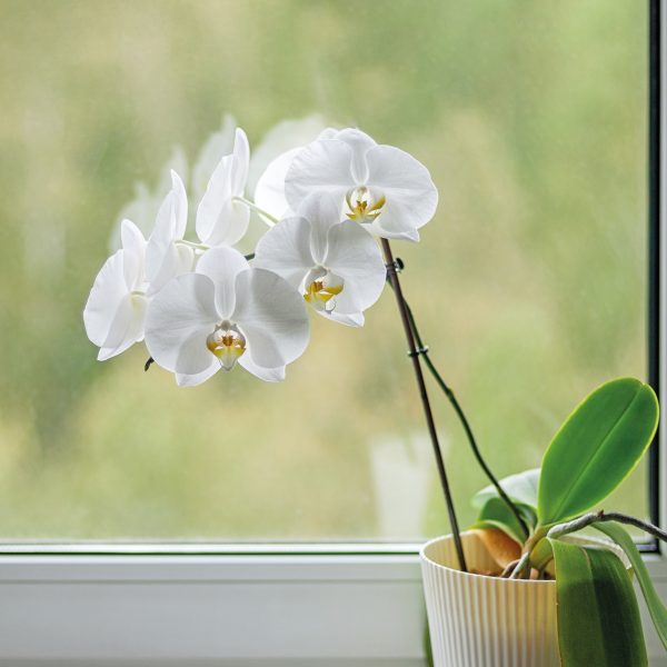 White,Blooming,Orchid,On,Window,Sill,-,Phalaenopsis,Aphrodite