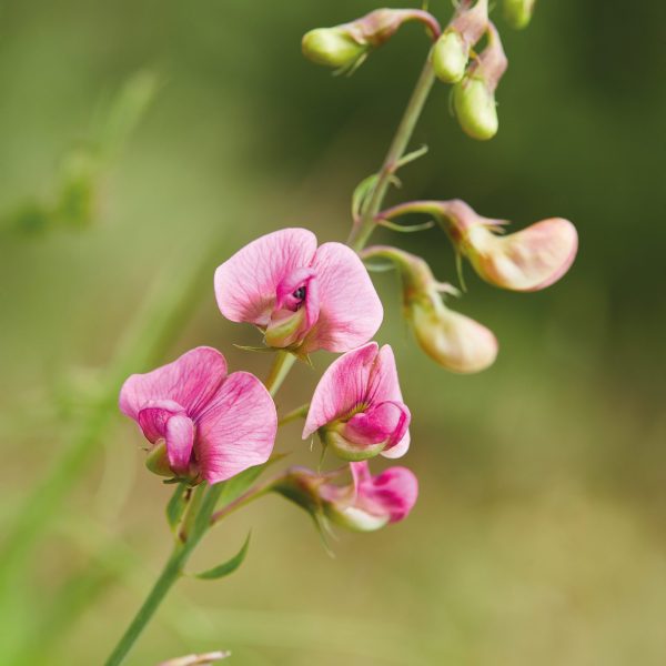 Pink,Lathyrus