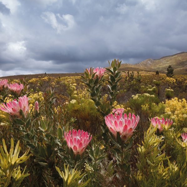 Protea