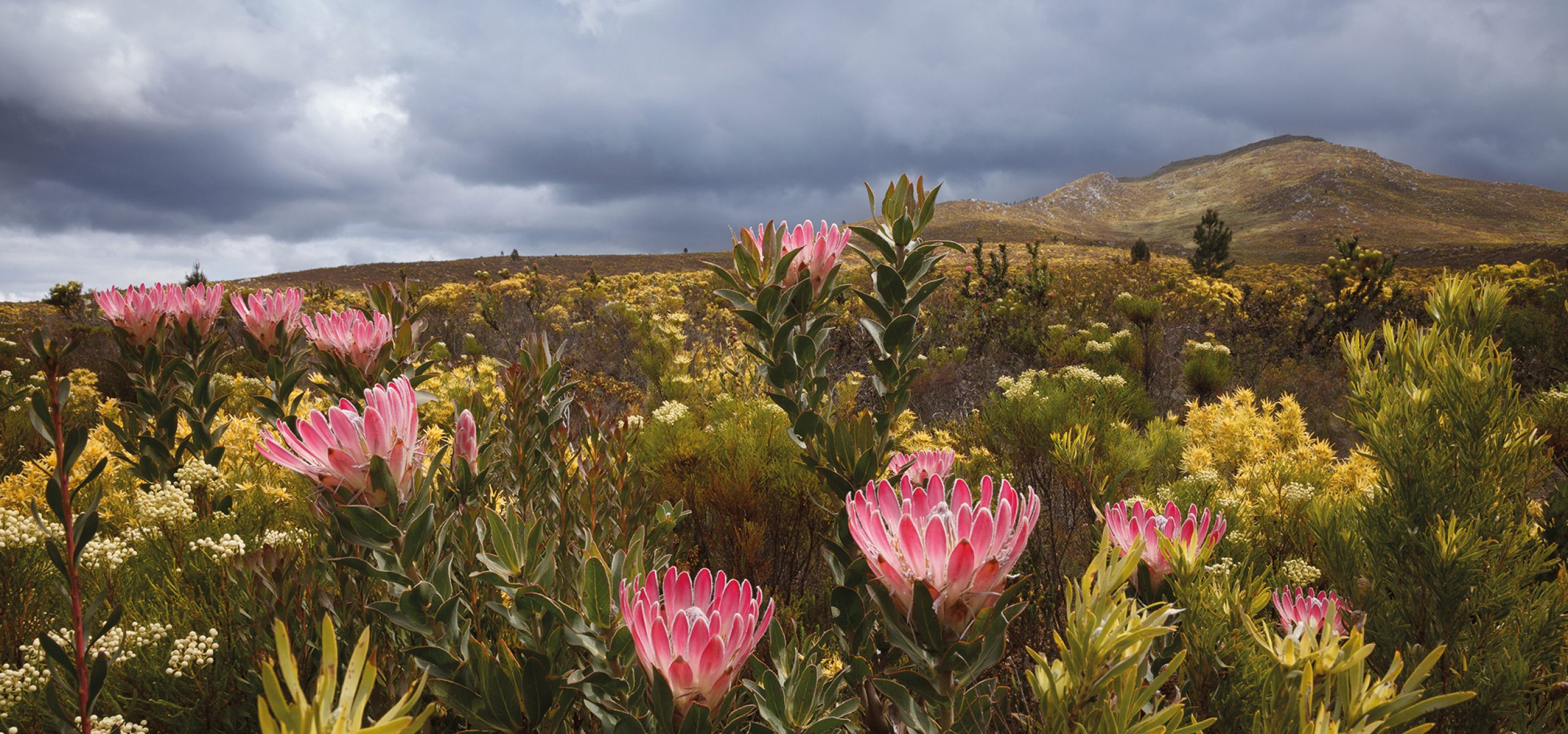 Protea