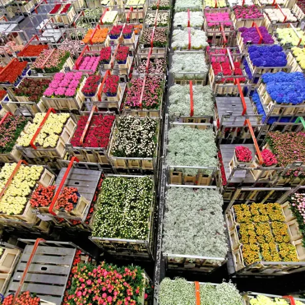 Crates,With,Flowers,Ready,For,Distribution