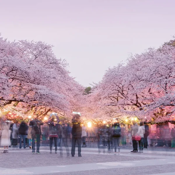 Hanami Matsuri in Japan - Foto: Shutterstock